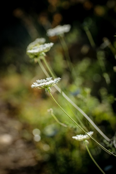 daucus carota a 14.jpg