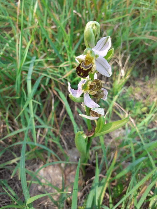 Orquídea Selvagem. Foto Original. 2021. 04. jpg