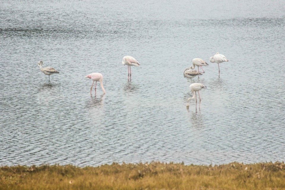 lagoa de obidos 14.jpg