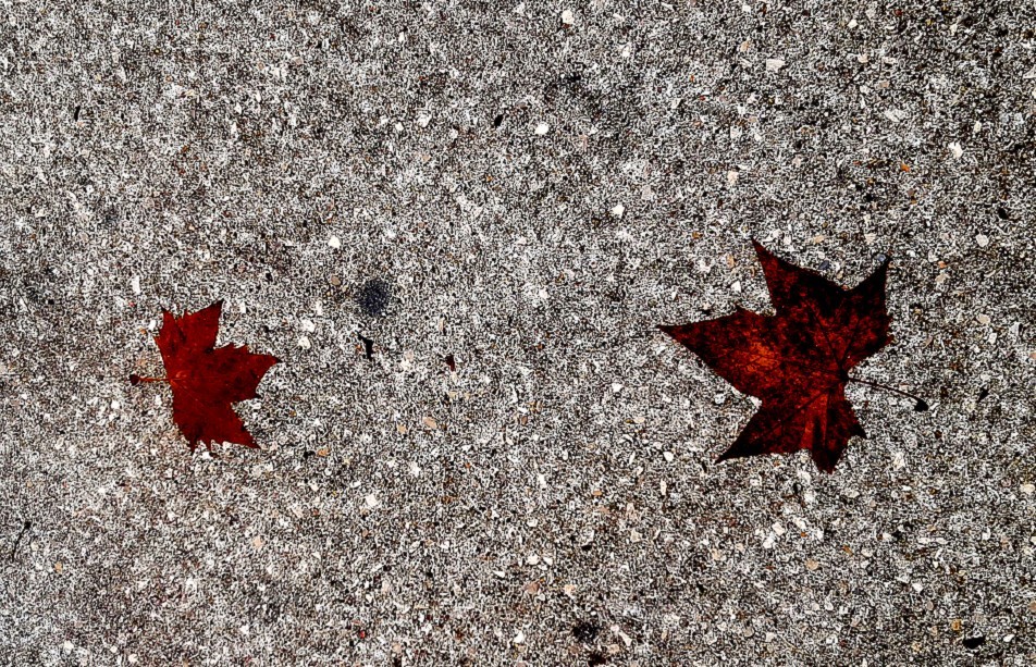 2 folhas 1 (2) - Cópia 2021.jpg