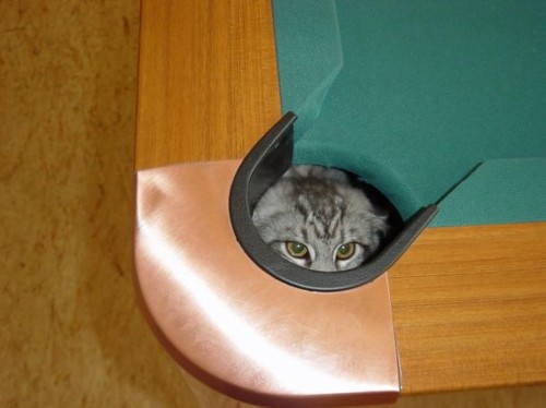 ninja-cat-hiding-funny-17__605.jpg
