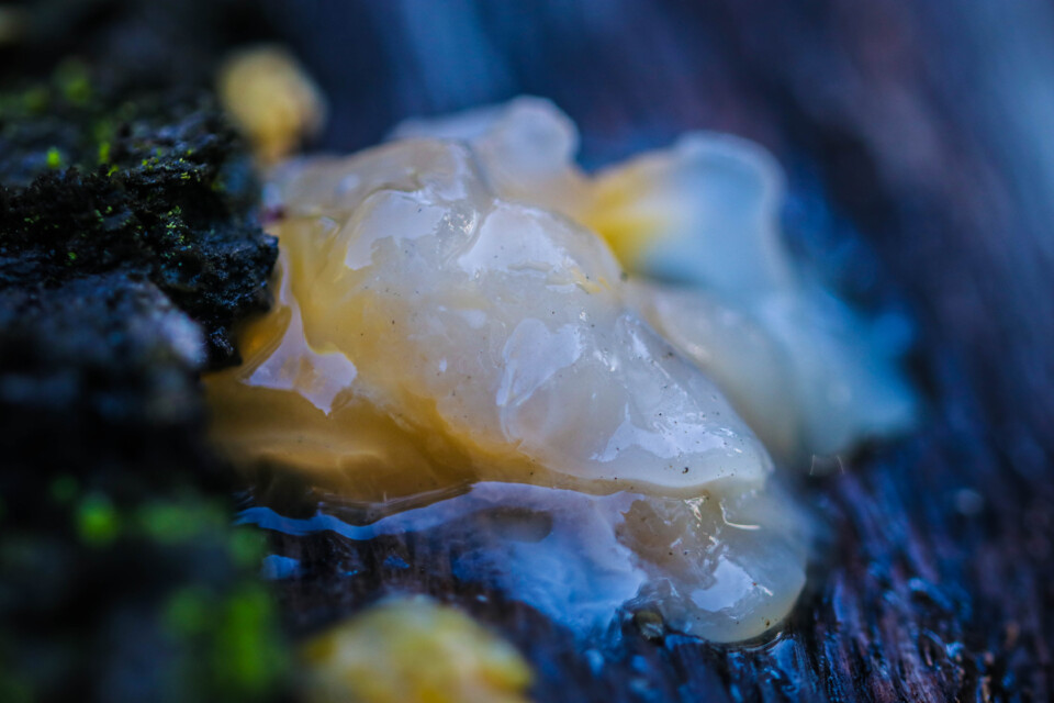 tremella aurantia 3.jpg