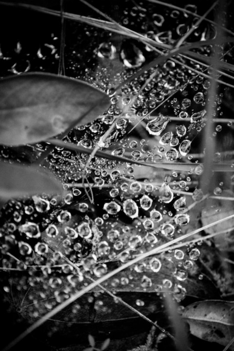 ebio_fontelas 3 a.jpg