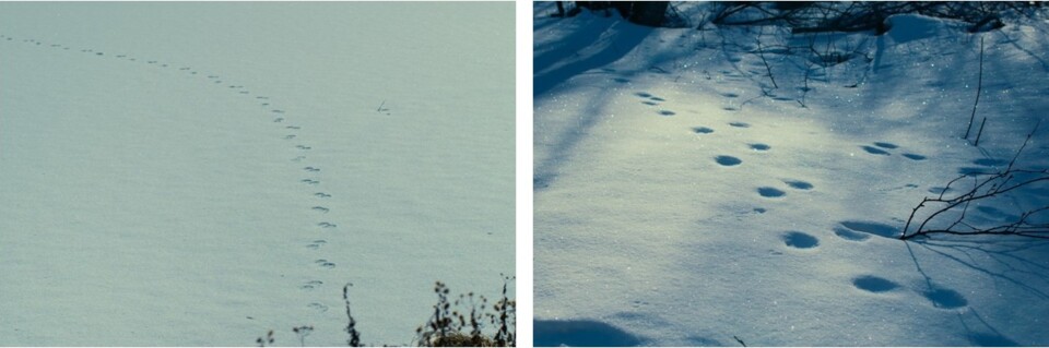 O mal nao esta aqui _ beleza 1 + 2 horizontal.jpg