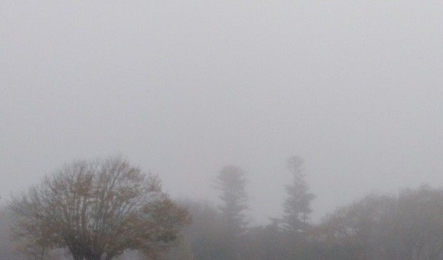 IMG_20201117_090220.jpg IMG_20201117_090220.jpg