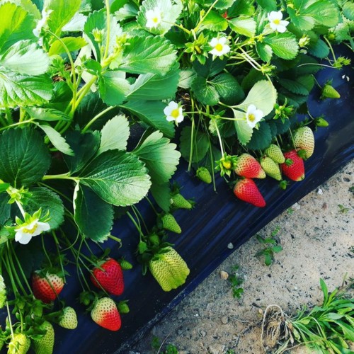 31590054_1090250117781415_835153083582382080_n.jpg 31590054_1090250117781415_835153083582382080_n.jpg