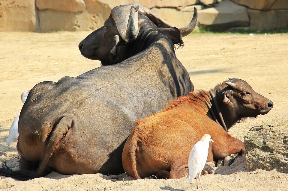 african-buffalo.jpg
