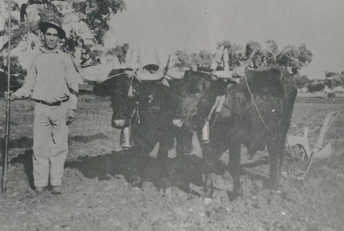 homem com junta de bois.JPG