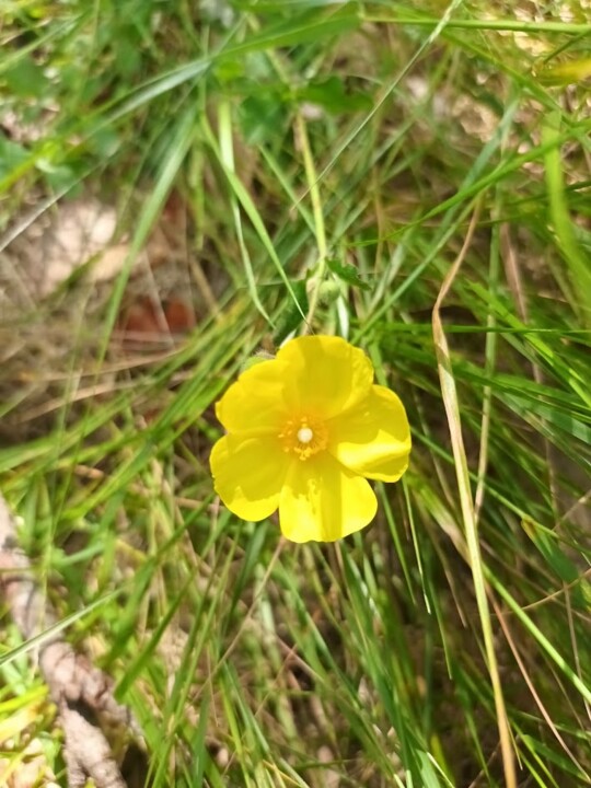 Não me canso disto flores6.jpg