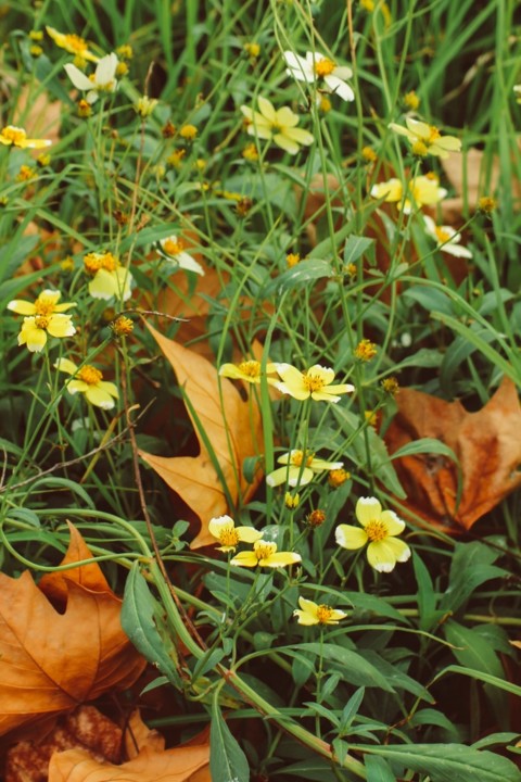 Bidens aurea 14.jpg