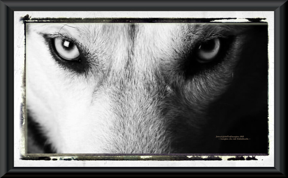 Animais e suas feras....jpg