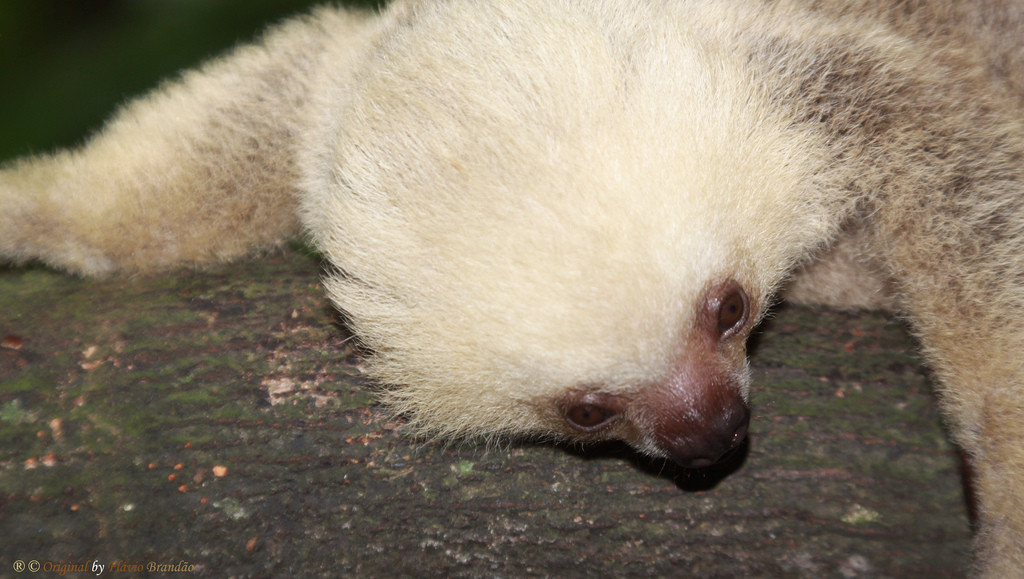 preguiça.jpg preguiça.jpg