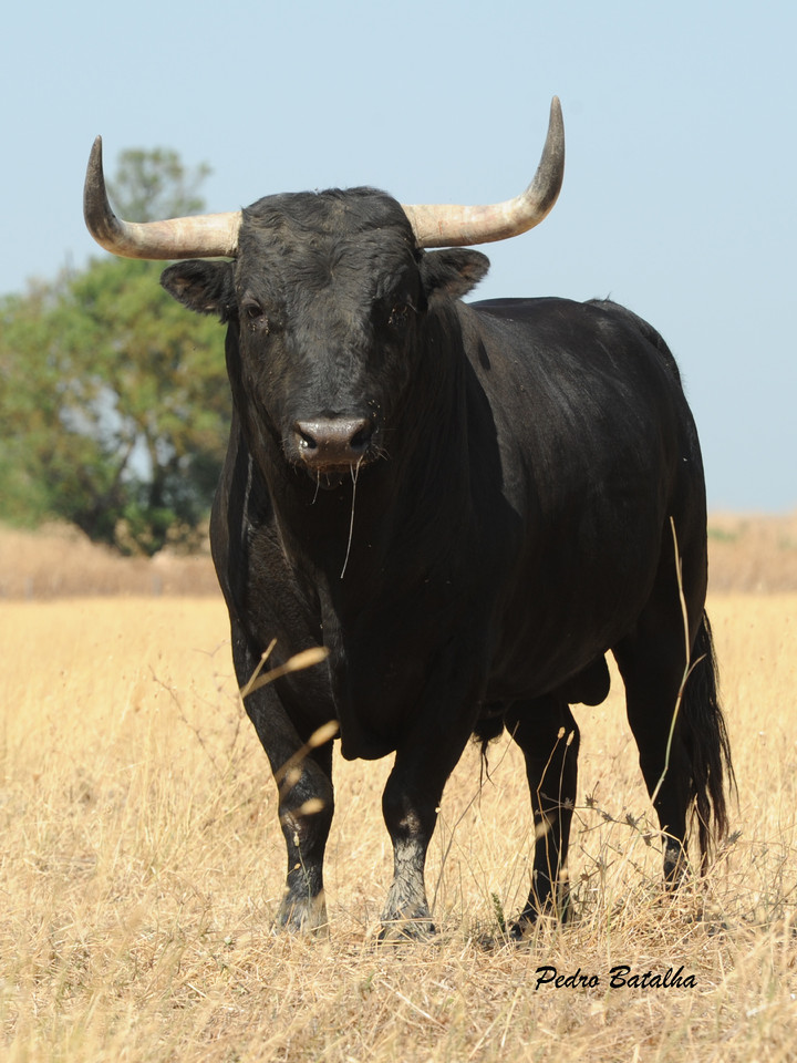 Nº381-4º.jpg Nº381-4º.jpg