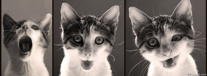 Capa-Facebook-de-animais-meigos-1.jpg Capa-Facebook-de-animais-meigos-1.jpg