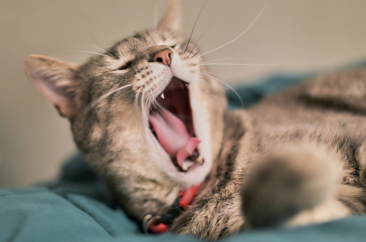 No Outono o Sol tem sono