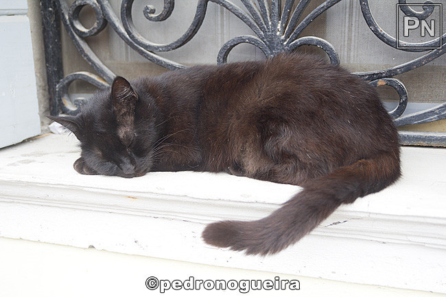 _MG_1179 650px.jpg _MG_1179 650px.jpg