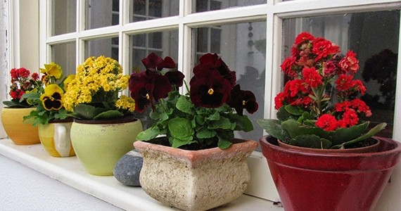 290420160820-913-flores.jpg 290420160820-913-flores.jpg