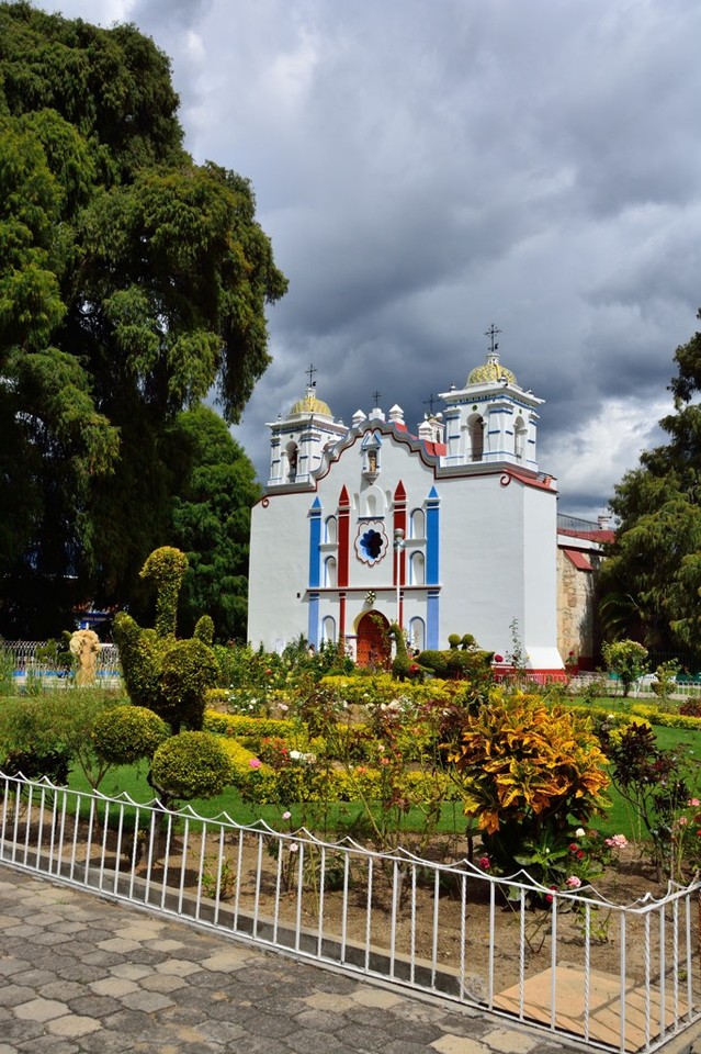 DSC_4931 Árvore de Tule.jpg