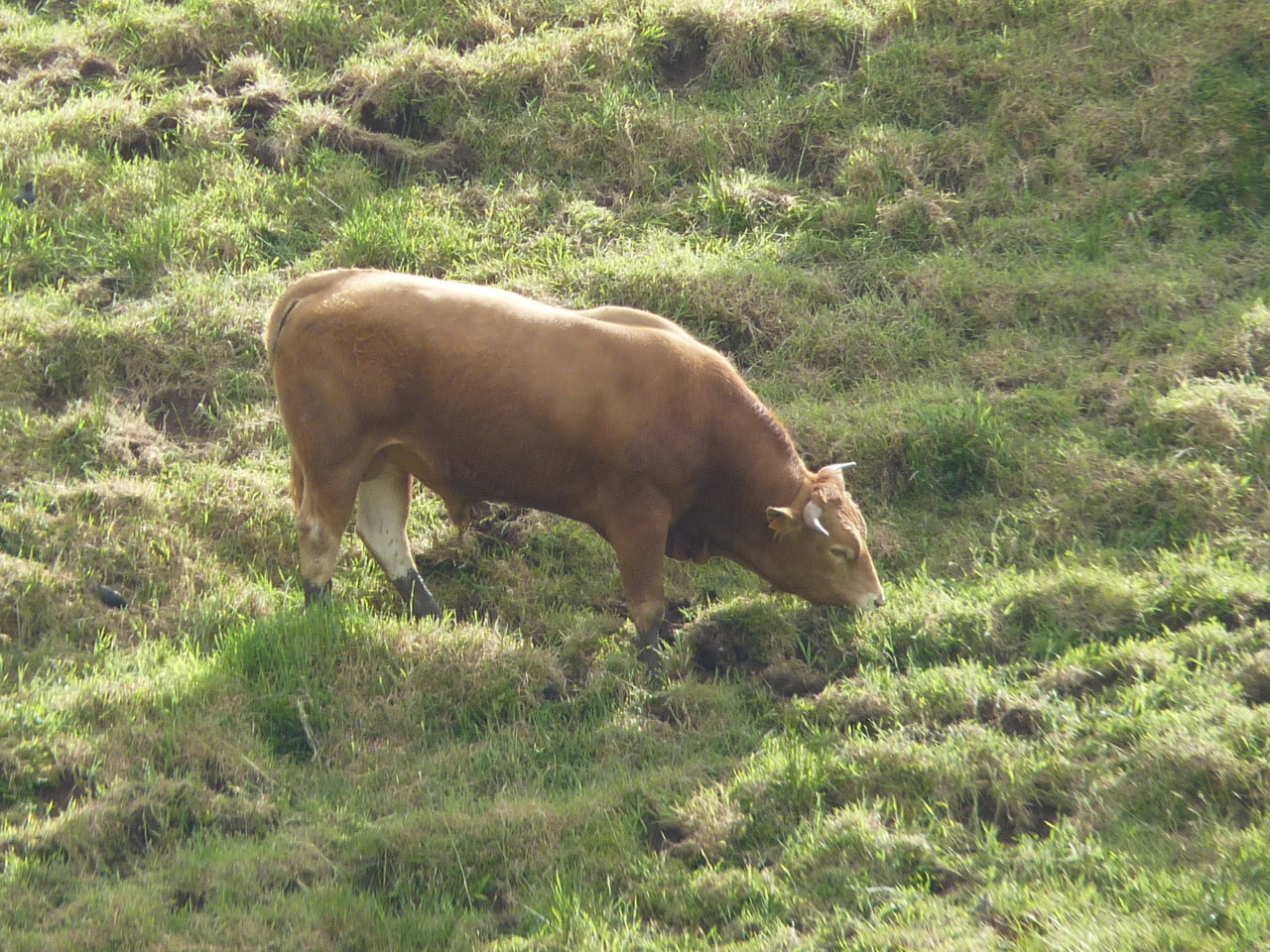Ponta do Albarnaz, Flores (13).JPG