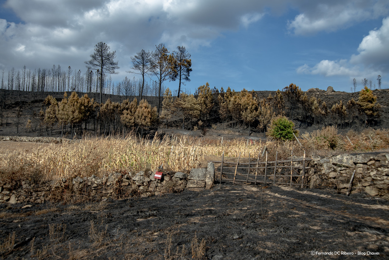 1600-incen-boticas (1).jpg