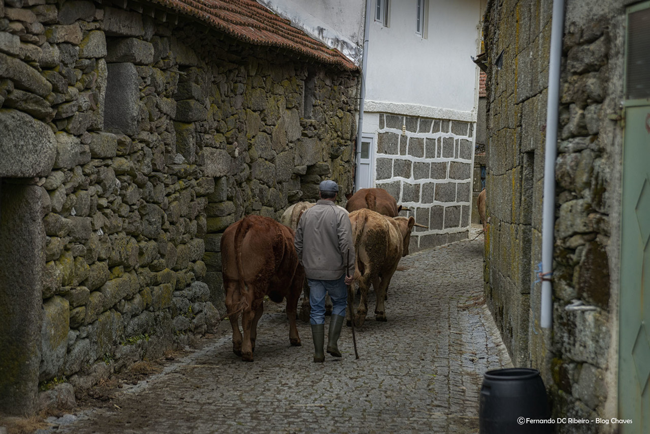 1600-viveiros (83).jpg 1600-viveiros (83).jpg