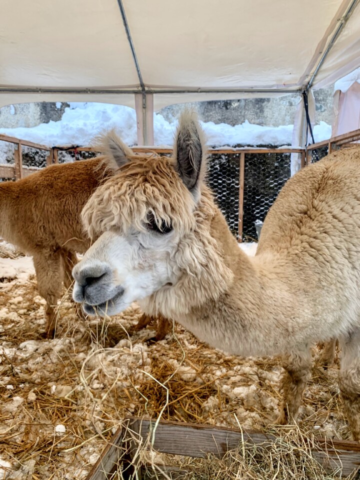 Lama em Gruyères.jpg