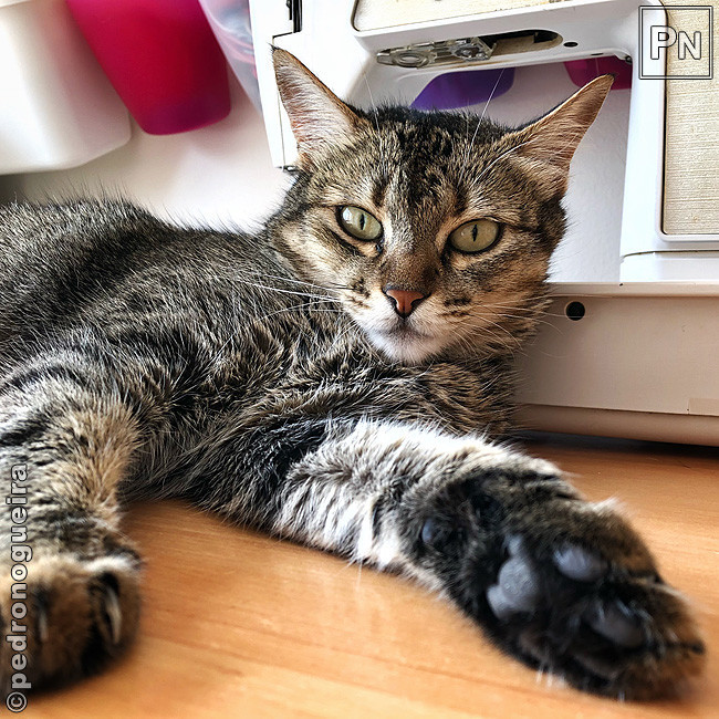 Ago_2018_022a 650px.jpg