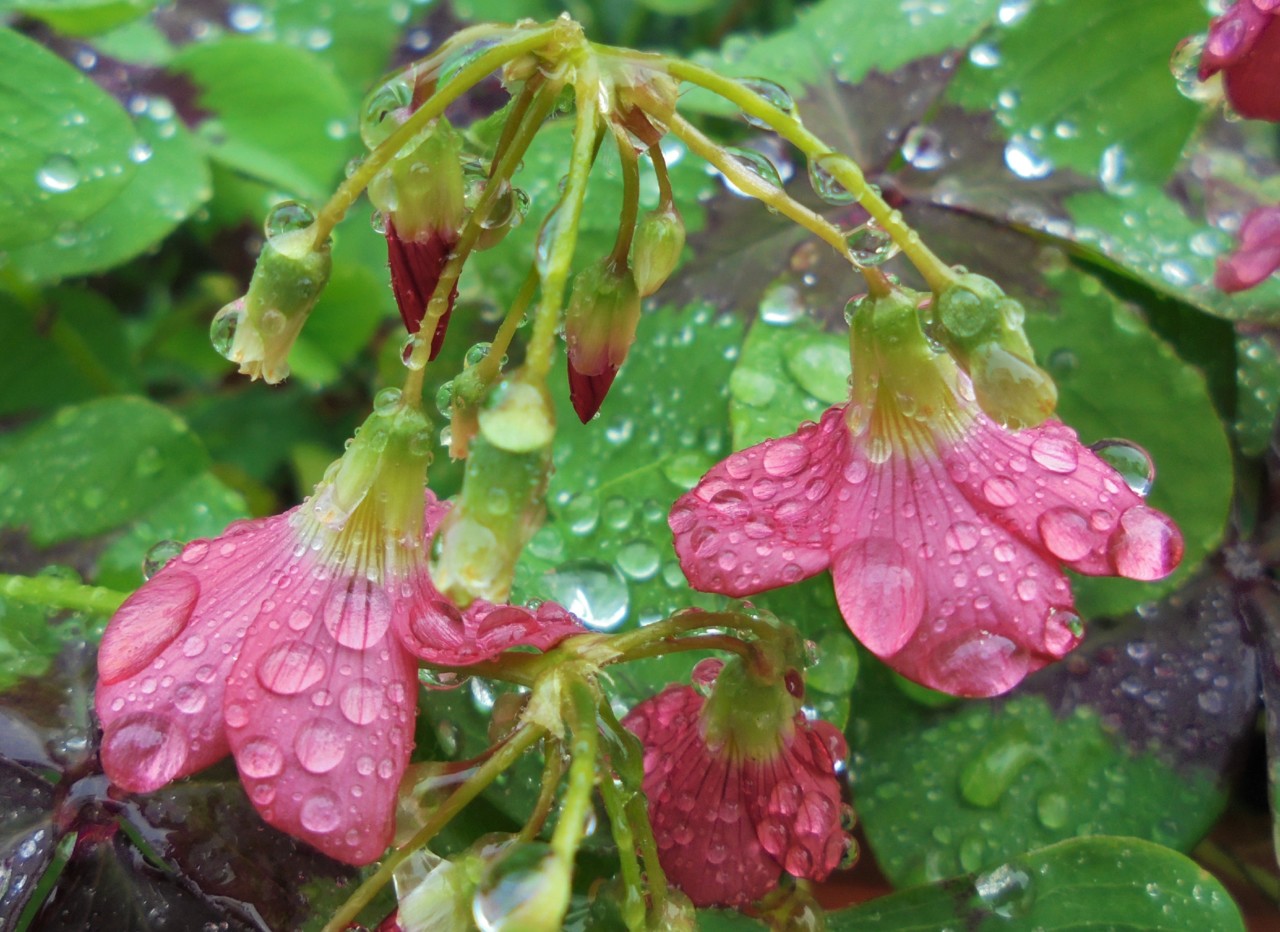 À chuva_1.JPG À chuva_1.JPG