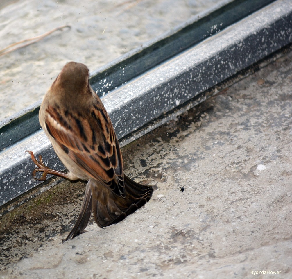 Passarnho na janela.JPG