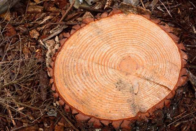 DSC_01.jpg DSC_01.jpg