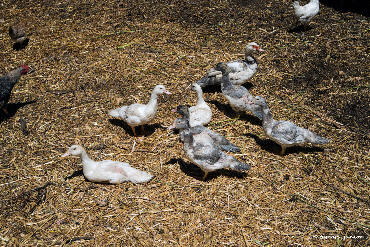 04.- Vagueando pela Montanha.jpg