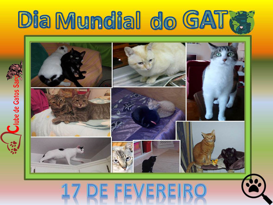 Os gatos é que mandam em nós! - Clube de Gatos do Sapo