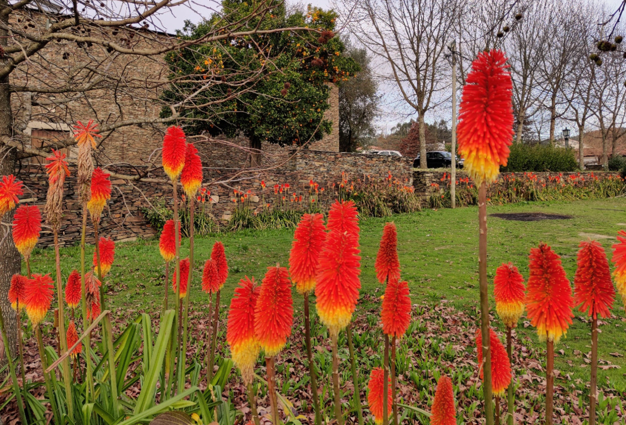 Flores Quintandona.jpg
