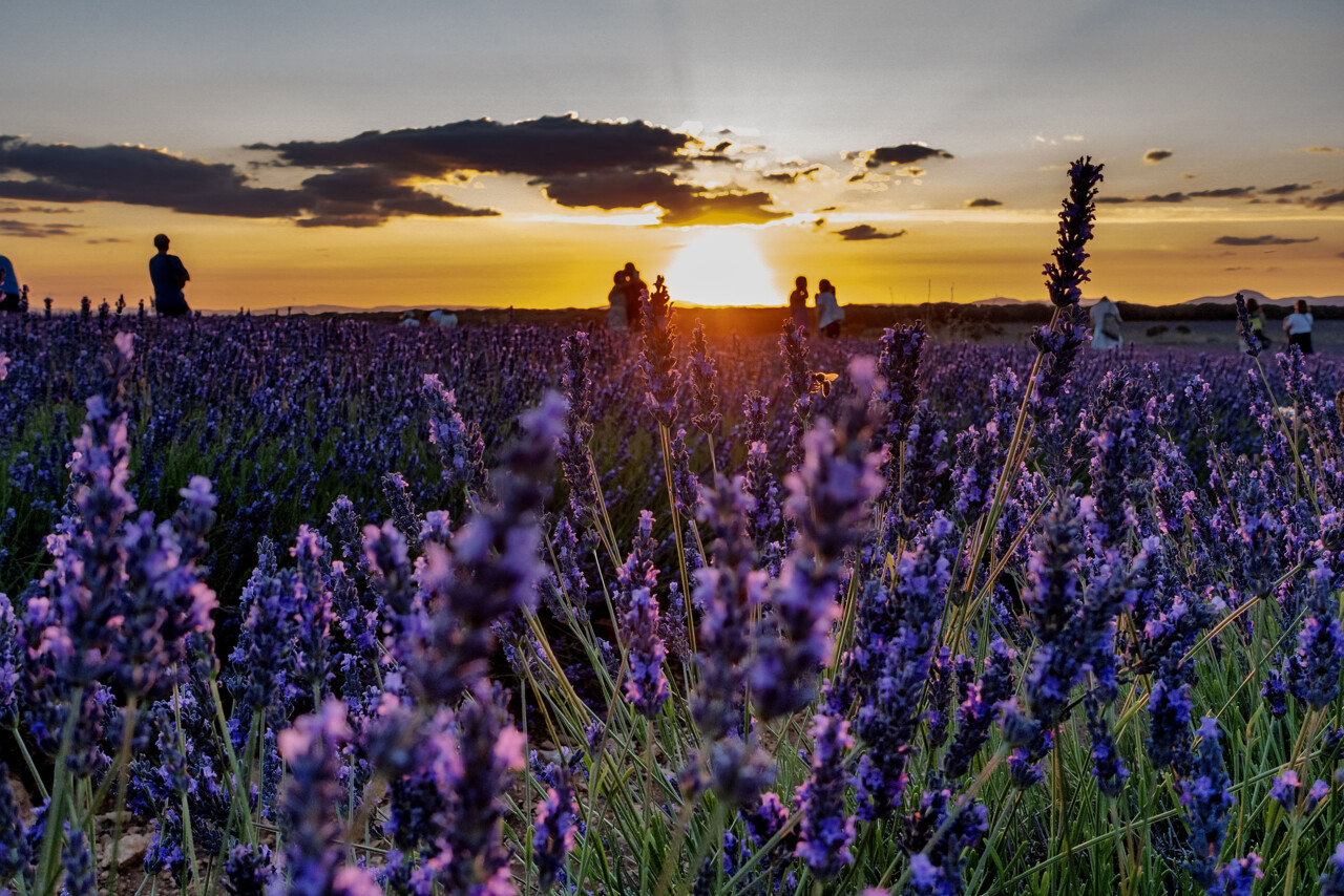 Passeio da Lavanda Espanha julho 2023 11 copiar.jp