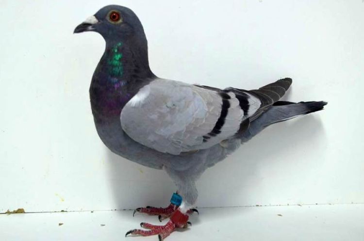 1596143-16.jpg 1596143-16.jpg