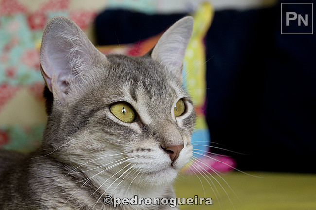 023_MG_6969 650px.jpg