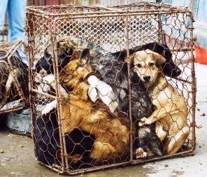 19627377_mFuh3  CÃES.jpg