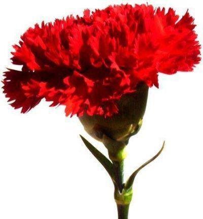 10404880_10201857357710029_4856223275890411026_n.j