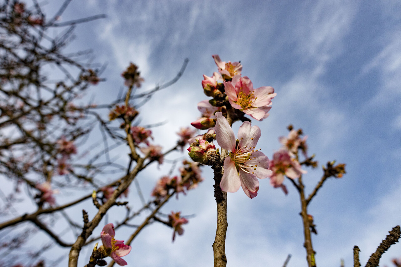 Flor de Amendoeira algarve02.jpg