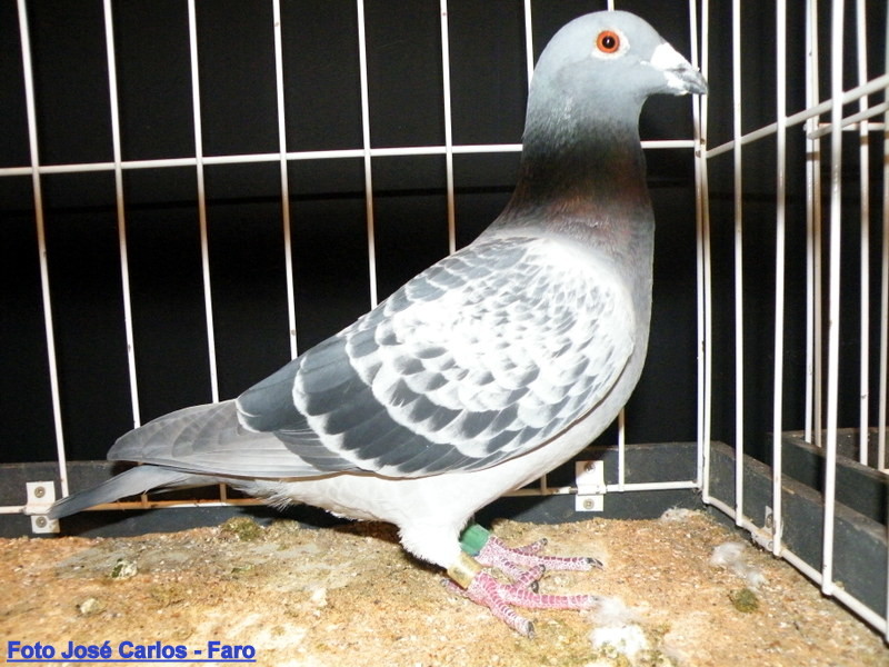 Feira Ibérica Beja 2018 045.JPG Feira Ibérica Beja 2018 045.JPG