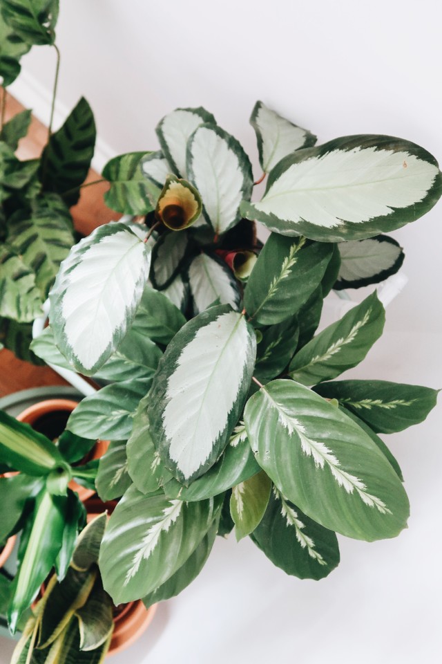 plantas-1.jpg plantas-1.jpg