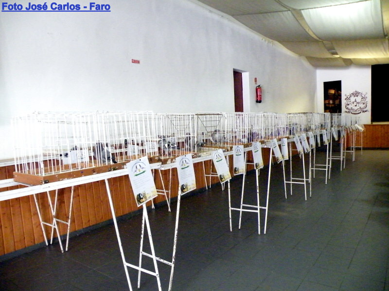 Leilão Ervidel 050.JPG