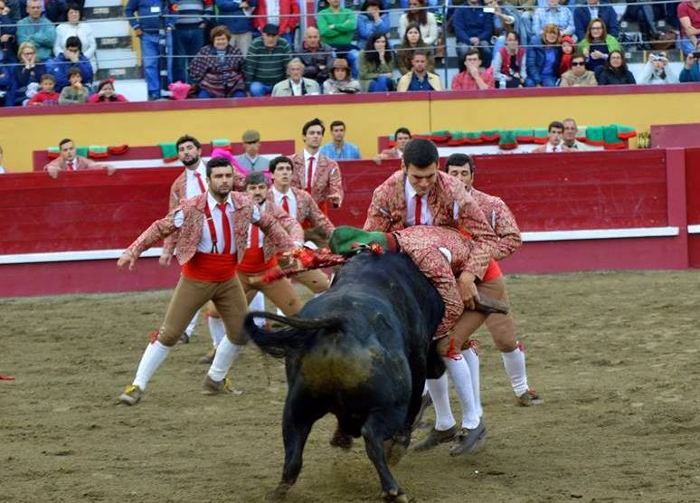 Pega Toiro #4 Tomas Ortins PIvo.jpg