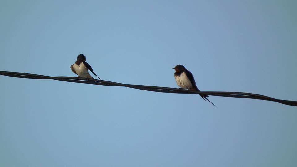 38507150_2271810709527696_1162284344333565952_n.jp