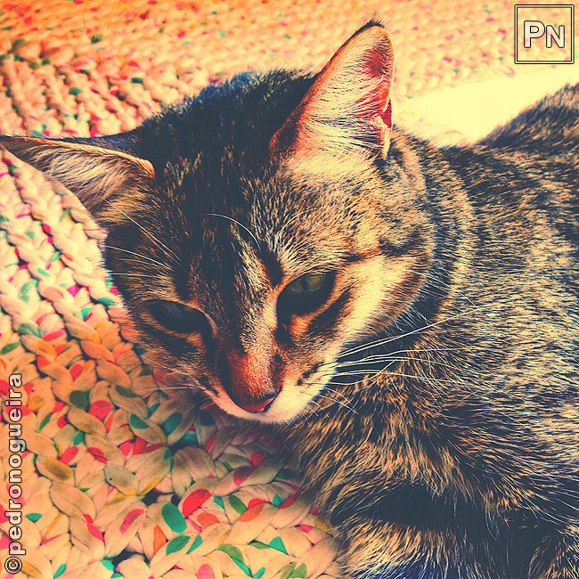 Fev_2017_030b 650px.jpg