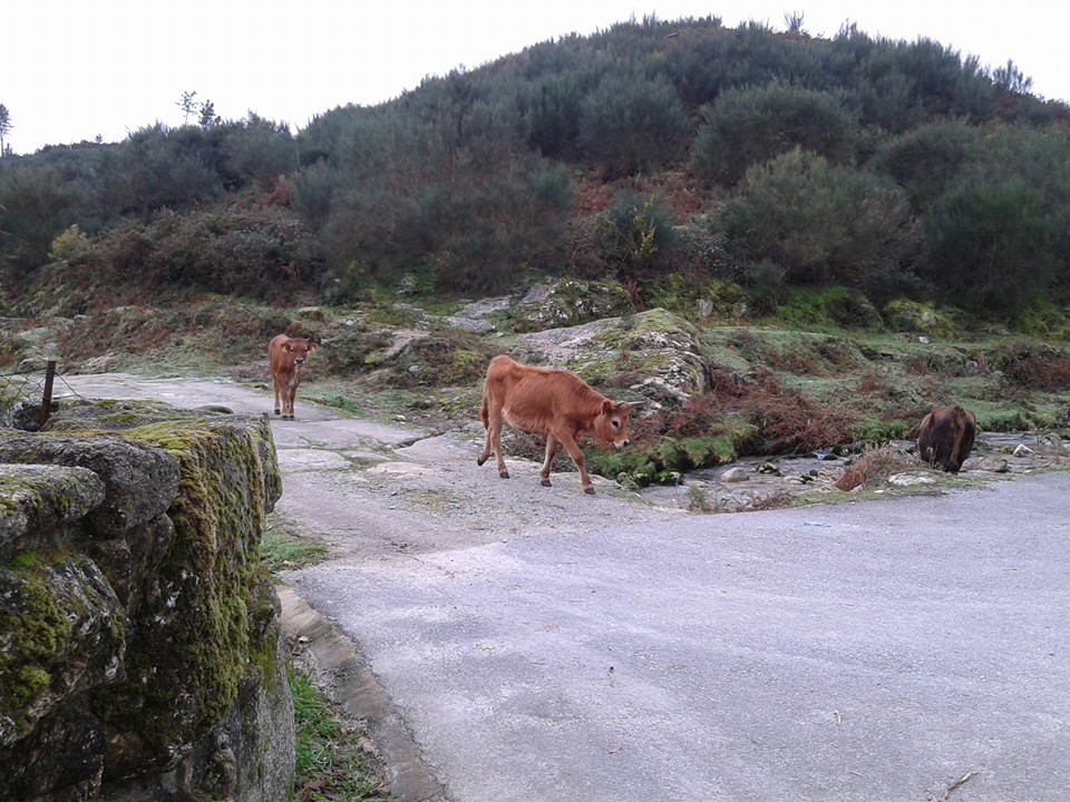 12642645_1117429278290564_7808331541125455305_n.jp 12642645_1117429278290564_7808331541125455305_n.jp