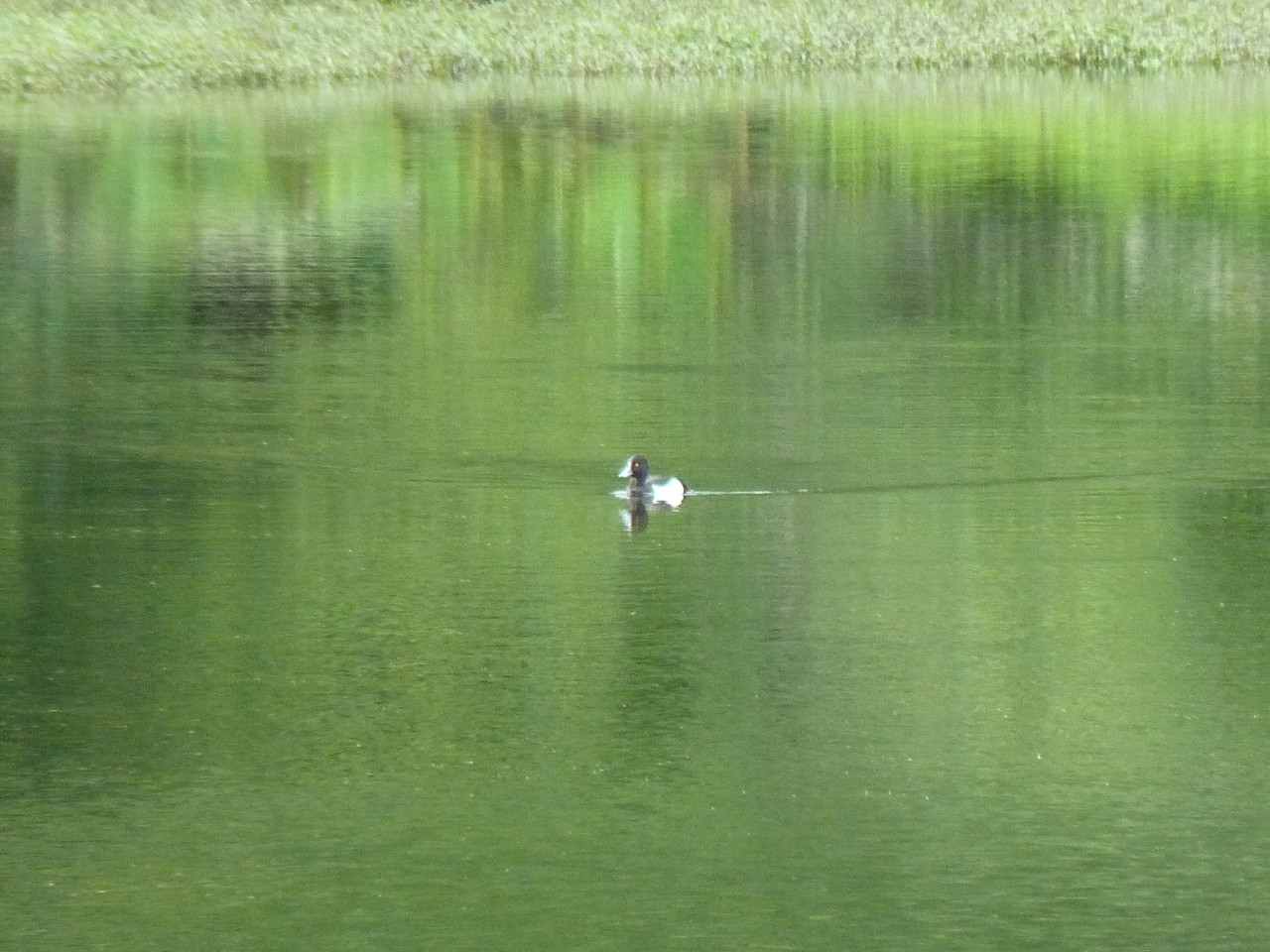 Negrinha - Poço da Ribeira do Ferreiro - Ilha das