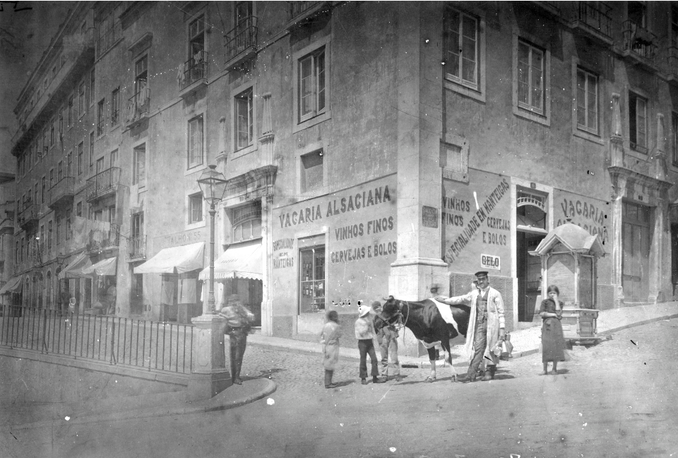 vacas ambulantes 1.png