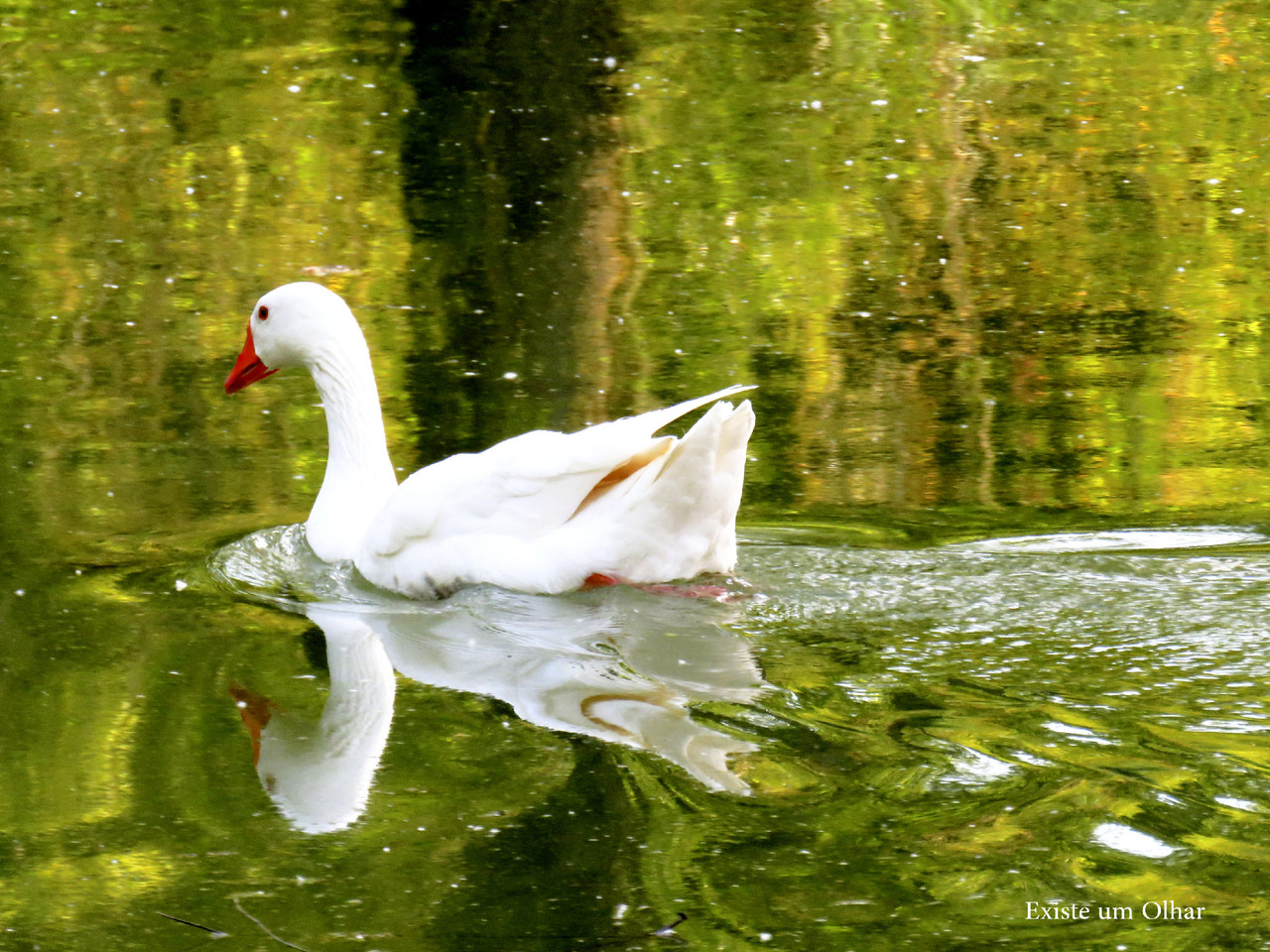 O lago dos cisnes O lago dos cisnes