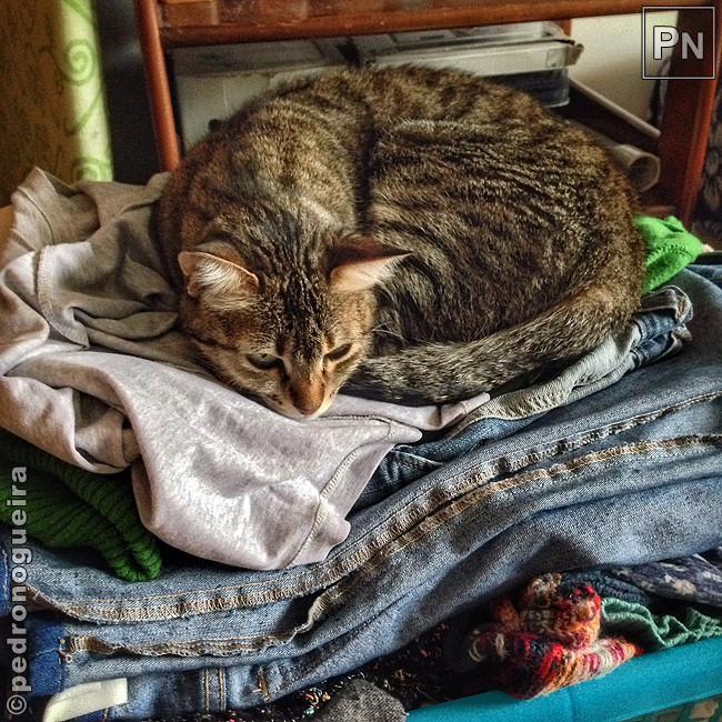 Mai_2017_119a 650px.jpg